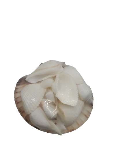 A white Scallop Shell
