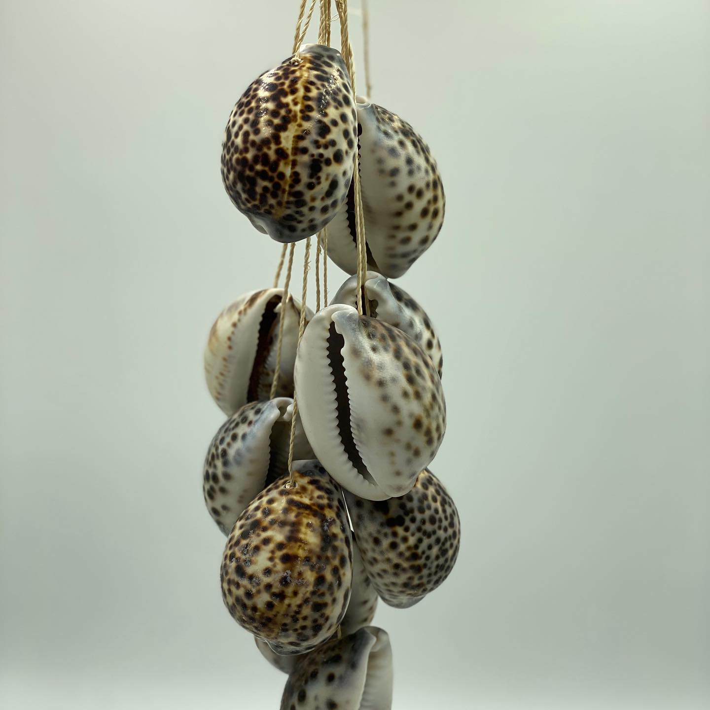 Tiger Cowrie Hanging Shells