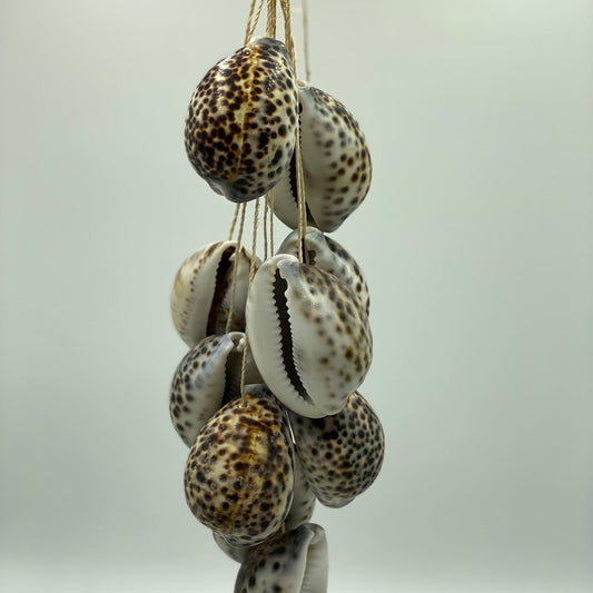 Tiger Cowrie Hanging Shells
