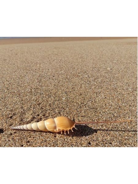Tibia Fusus Shell