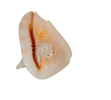 Cassis Cornuta Shell