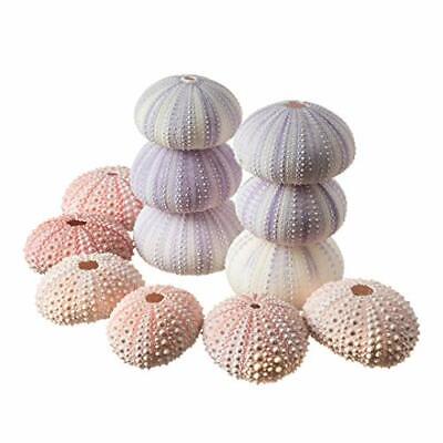 Purple Sea Urchins