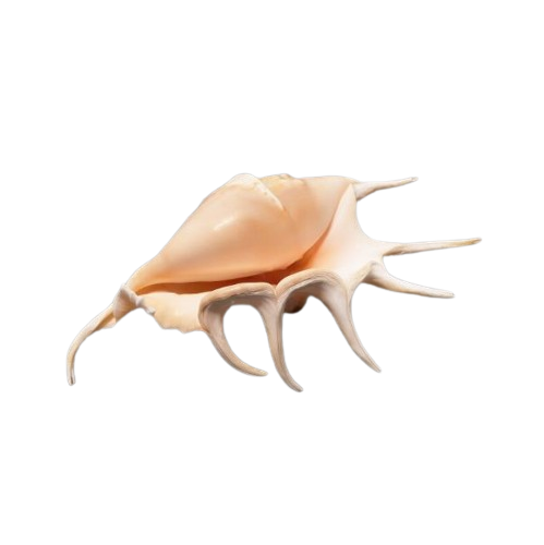 Lambis Lambis Shell