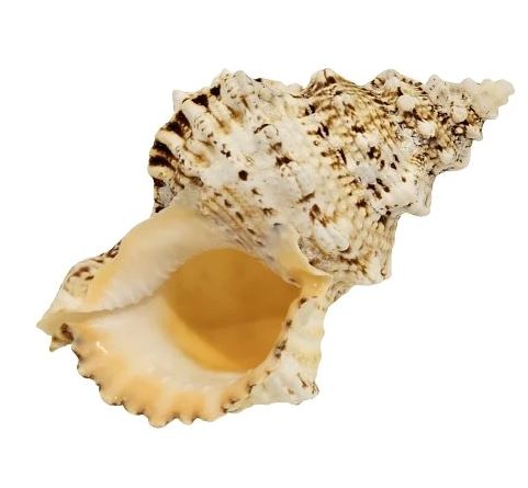 Bursa Bobo Shell