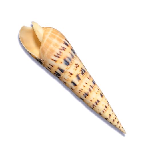 Terebera Maculata Shell