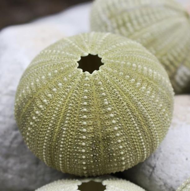 Green Sea Urchins