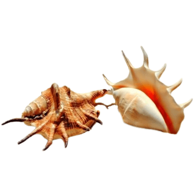 Lambis Lambis Shell