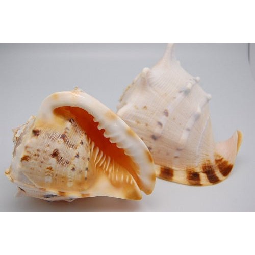 Cassis Cornuta Shell